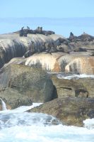 Rundreise Südafrika - Robbeninsel bei Hout Bay
