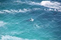 Rundreise Südafrika - spielender Wal am Kap der Guten Hoffnung