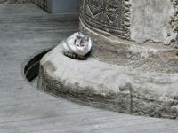 Woher kommen die Katzen