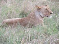 0228 Massai Mara - Löwin