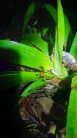 023 – Costa Rica, Pfeilgiftfrosch