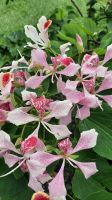 037 – Costa Rica, La Fortuna, Orchideen