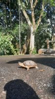 039 – Costa Rica, Schildkröte