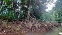 072 – Costa Rica, Ora Fluss, Kajak Tour, Mangroven