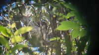 174 – Costa Rica, Nationalpark Manuel Antonio, Faultier