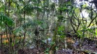 211 – Costa Rica, Corcovado-Nationalpark