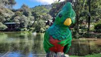 260 – Costa Rica, San Gerardo de Dota, Quetzal
