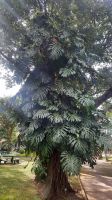 297 – Costa Rica, San Jeso, Park, Monstera