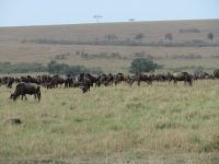 0264 Massai Mara - Gnus