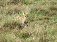 0268 Massai Mara - Serval