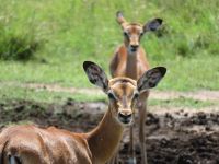 0304 Massai Mara - Impallas