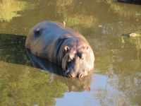 0376 Massai Mara - Mara Bush Camp - Flußpferd geht am Morgen wieder in den Fluß