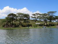 0453 Lake Naivasha -Bootsfahrt zurück zur Lodge