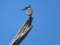 0457 Lake Naivasha -Bootsfahrt zurück zur Eisvogel