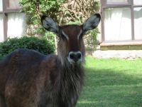 0474 Lake Naivasha - Lake Naivasha Sopa Lodge - Zebras und Wasserböcke direkt an den Zimmern