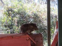 0525 Karen Blixen Museum - Kaffeetrockner von Karen Blixen - eine Klippschliefer-Familie scheint jetzt drin zu wohnen
