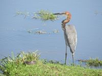 0643 Amboseli Nationalpark - Gohliath-Reiher