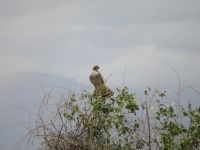 0685 Amboseli Nationalpark - Singhabicht