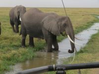 0748 Amboseli Nationalpark -Elefanten