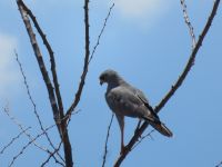 0836 Tsavo-West Nationalpark -Singhabicht