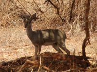 0985 Tsavo-Ost Nationalpark - Dik Dik