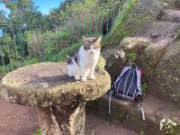 Freundliche Begleitung 