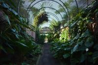 Teneriffa - Puerto de la Cruz - botanischer Garten (3)