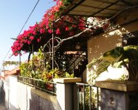 59 herrliche Bougainvillea