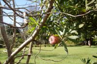 68 Protea in Palheiro Garden