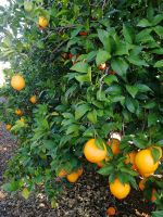 Die Erntezeit der Newhall Orange ist von Dezember bis März.jpg