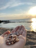 Muscheln auf Zypern