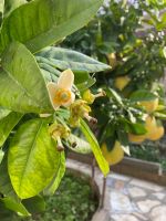 Blüte Pomelobaum