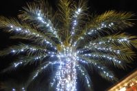 Tag 1 Silvesterreise Nizza, Oh Palmenbaum 