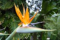 Tag 2 Nizza, Paradiesvogelblume, 