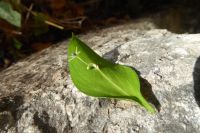 Tag 2 Silvesterreise Nizza, Mäusedorn