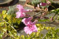 Tag 2 Silvesterreise Nizza, rosa Trompetenwein 