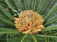 Tag 4 Monaco, Sagopalmfarn