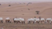 Wüstensafari - Oryx Antilopen