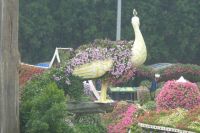 Dubai Miracle Garden