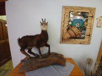 Gemslein in der Pletzachalm