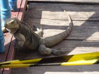 Ein kleiner Drache schaut uns an