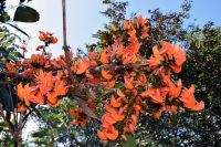 Im Botanischen Garten in Cienfuegos