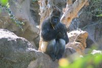 40 Gorilla im Loro Park
