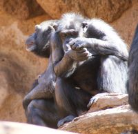 41 Schimpansen im Loro Park