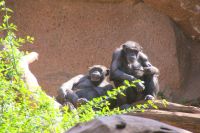 43 Schimpansen im Loro Park