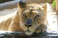 48 Löwen im Loro Park