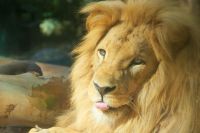 49 Löwen im Loro Park