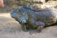 51 Iguana im Loro Park
