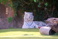 53 weisser Tiger im  Loro Park