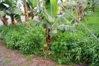 122 Bananenstaude mit Nützlingen rundherum